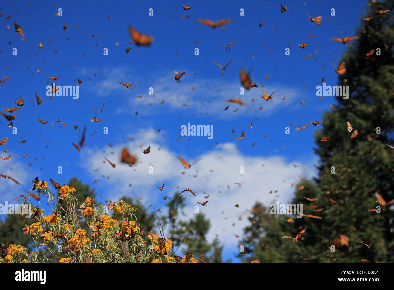 Monarch Butterflies in Michoacan, Mexico, millions are migrating every