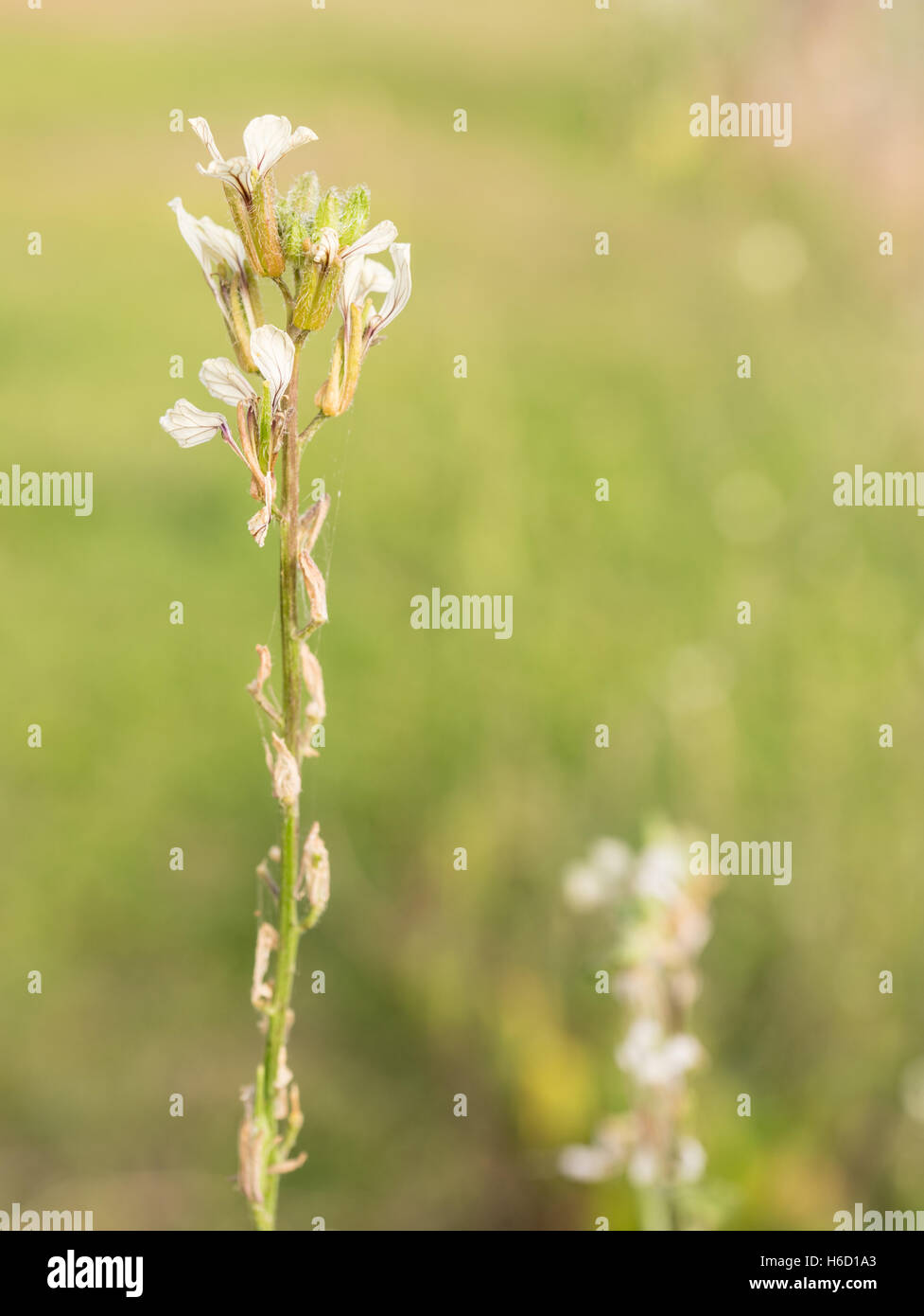Flowering rocket herb plant in garden, background Stock Photo Alamy