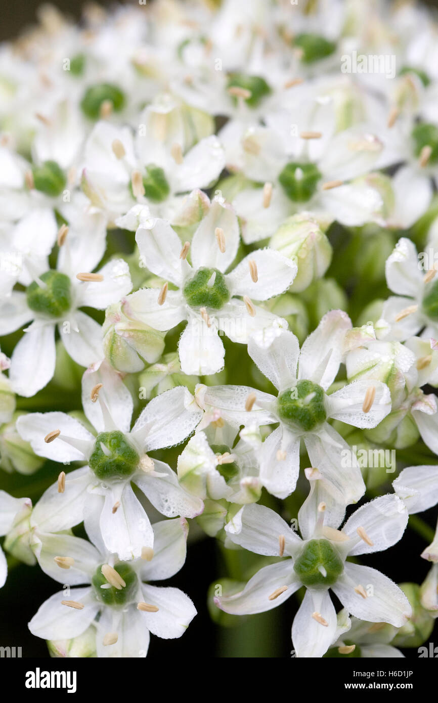 Close up of Allium nigrum flowers. Stock Photo