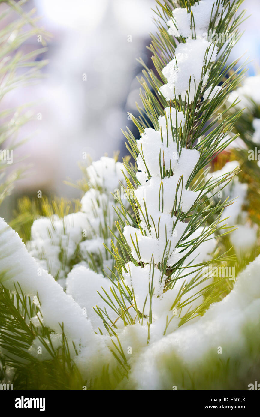 Fir tree branch with snow hi-res stock photography and images - Alamy