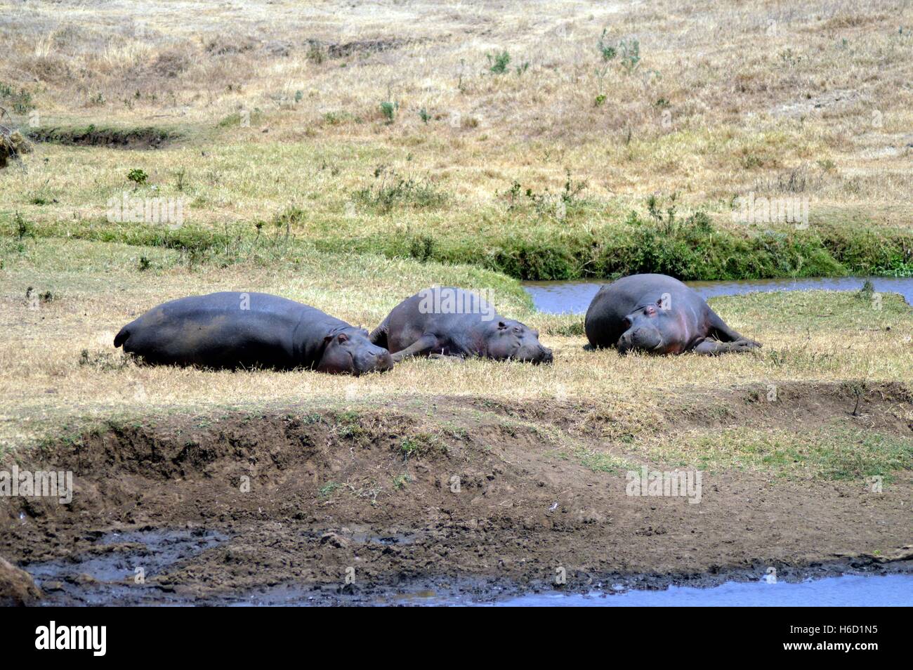Three Hippo napping on the edge of a pond in a park in Tanzania Stock Photo