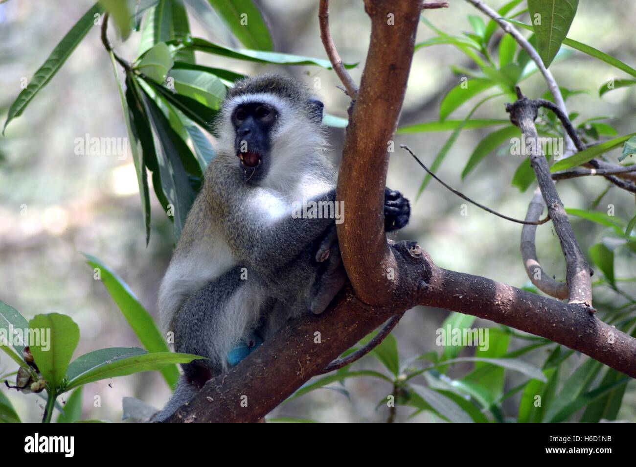 A gray and black color on a tree monkey in Tanzania Stock Photo