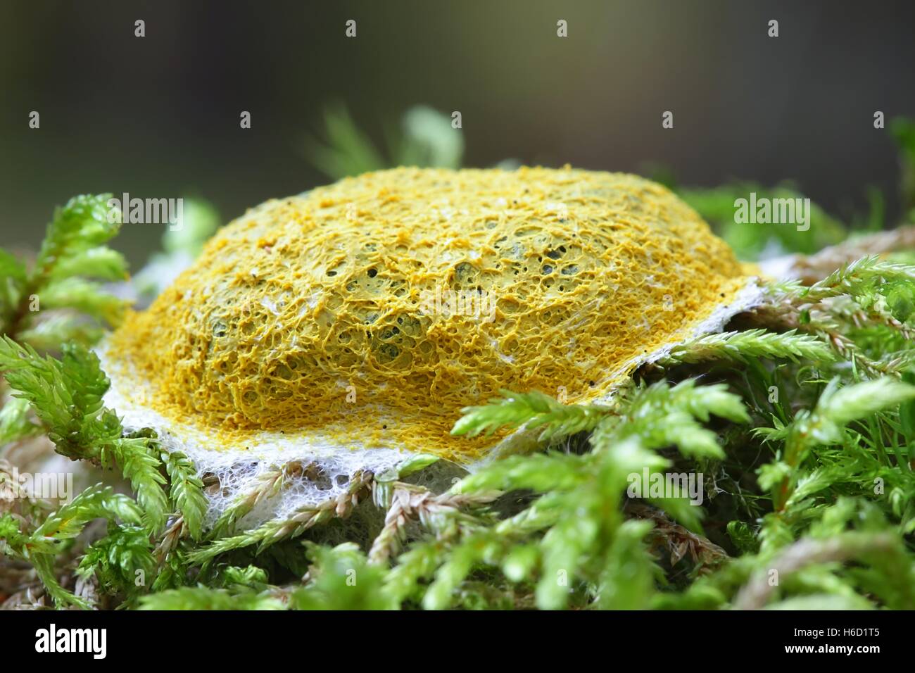 Dog vomit slime mold or mould,  Fuligo septica Stock Photo