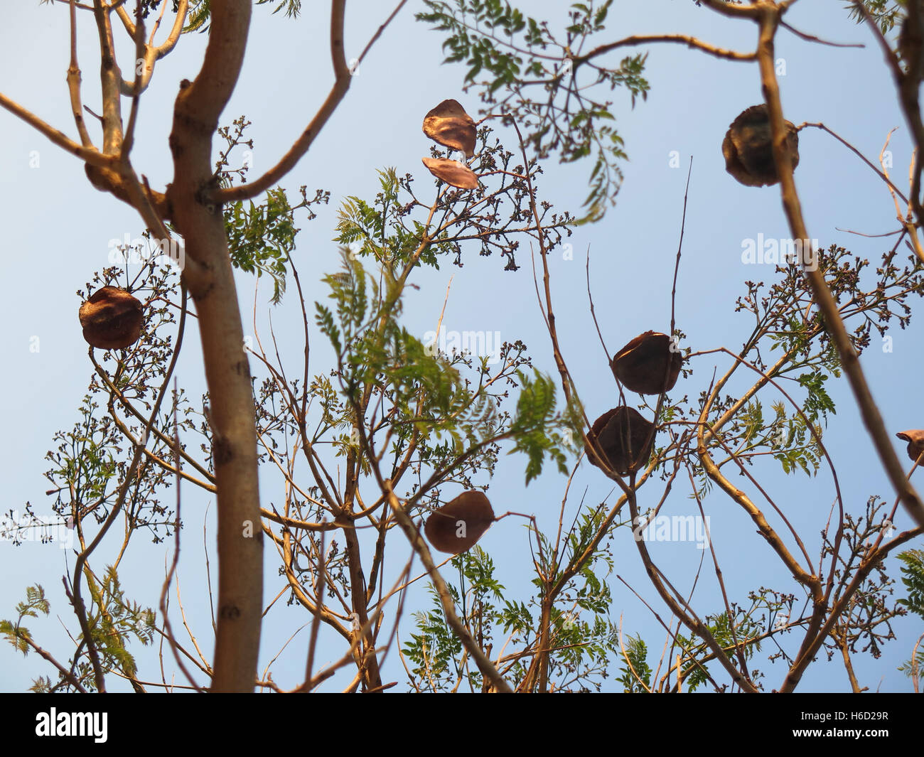 New shoots and old seed pods on jacardia tree Stock Photo