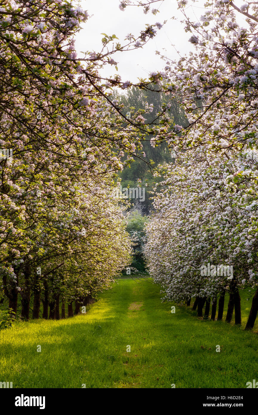 Cider Apple orchard trees in full blossom with sun peeking through