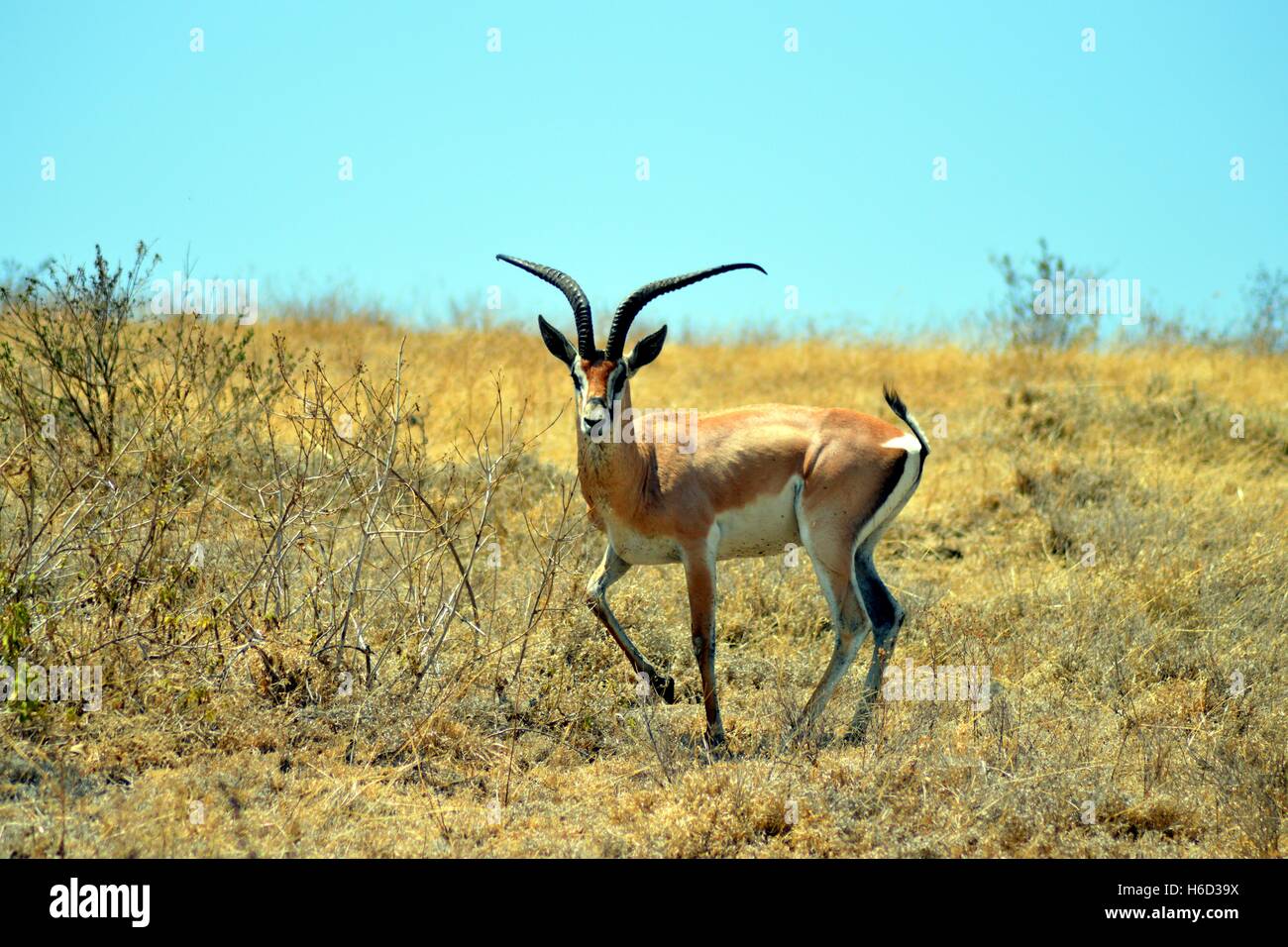 Gazelle the curious look in the African savanna Stock Photo