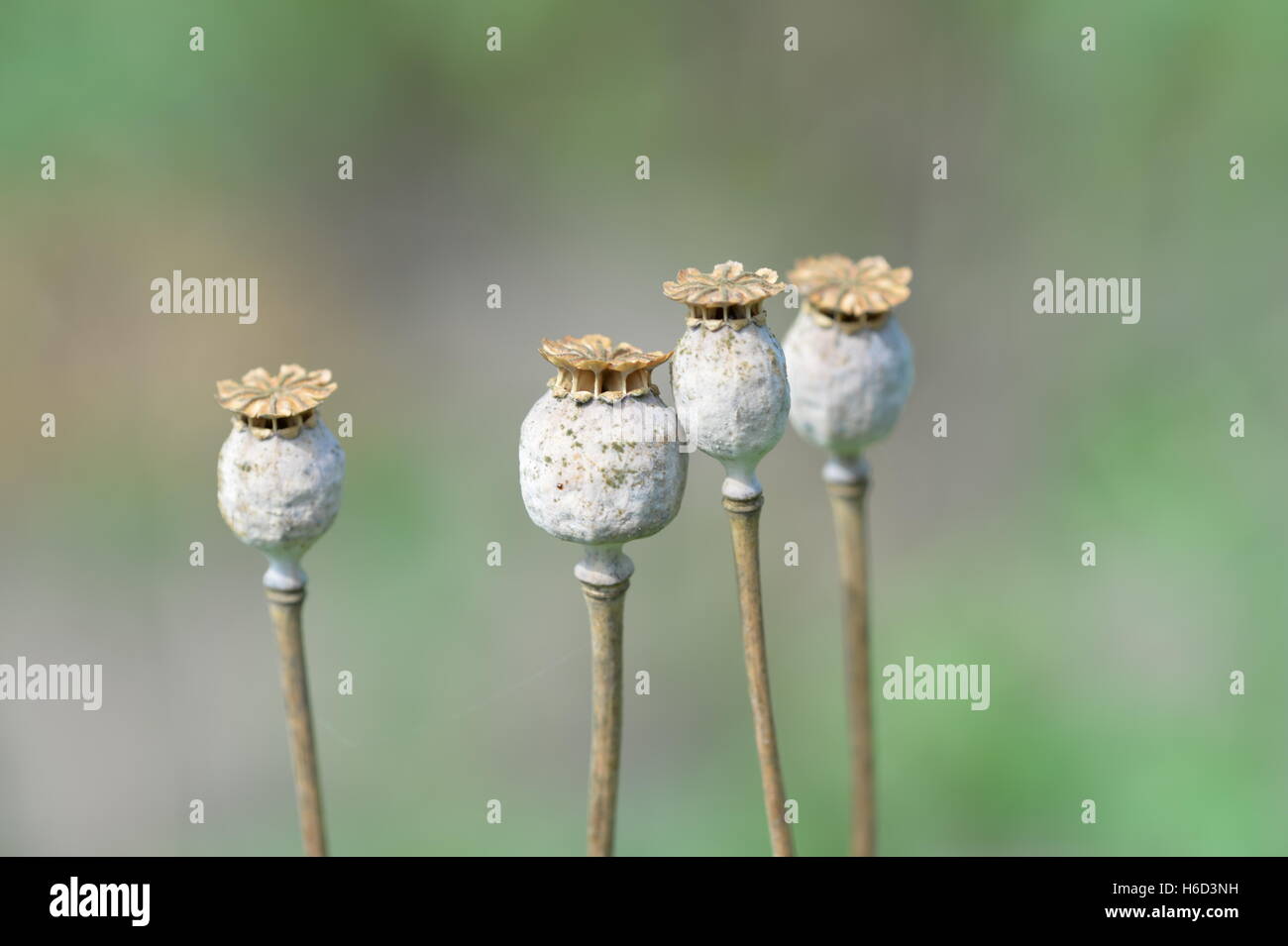 Dry poppy heads in the garden close up Stock Photo