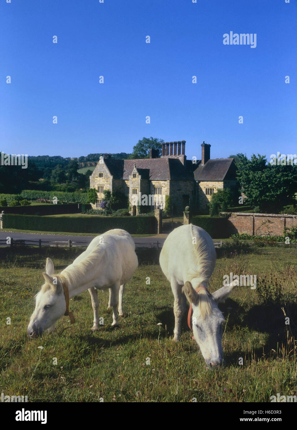White donkeys grazing in a field by Batemans. The home of Rudyard