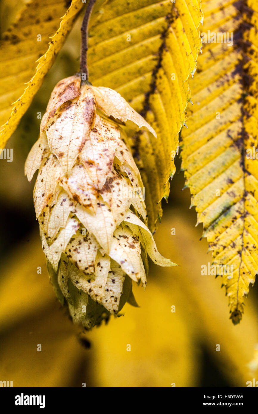 Carpinus japonica hires stock photography and images Alamy