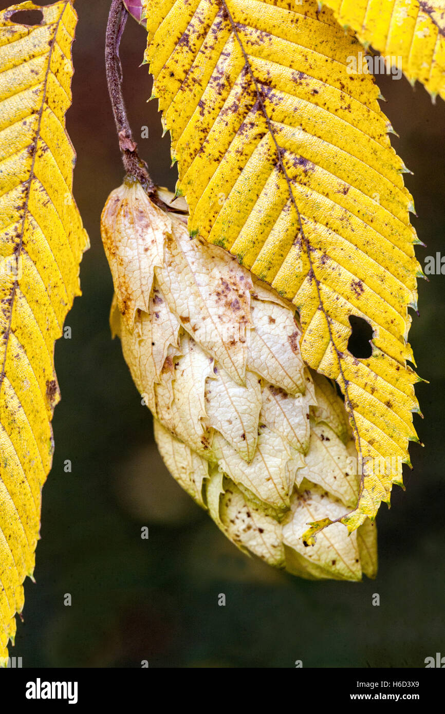 Carpinus japonica Japanese hornbeam, ripened seeds, autumn leaves Stock