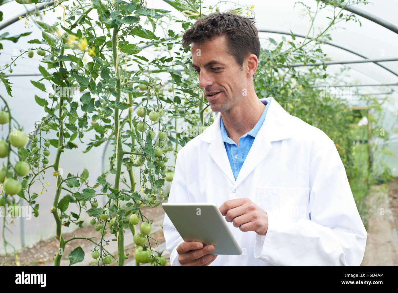 Male Scientist In Greenhouse Researching Tomato Crop Stock Photo