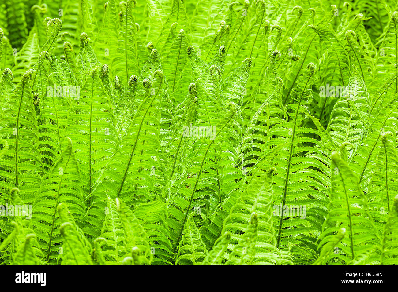 Abstract natural green growing fern (Athyrium filix-femina) background lightened with soft light Stock Photo