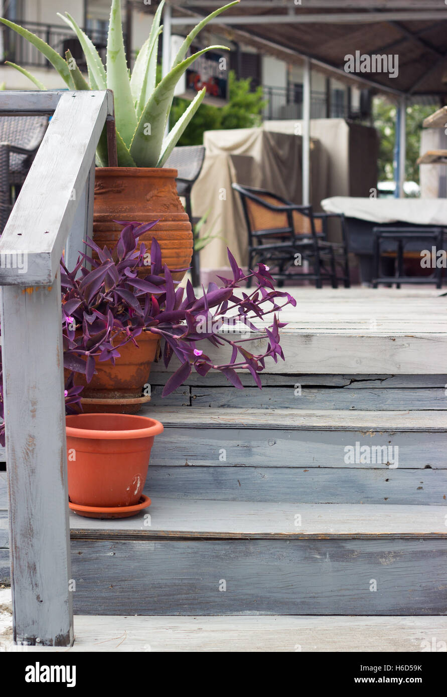 Detail of a aloe vera and purple heart plant in flowerpots on wooden stairs Stock Photo