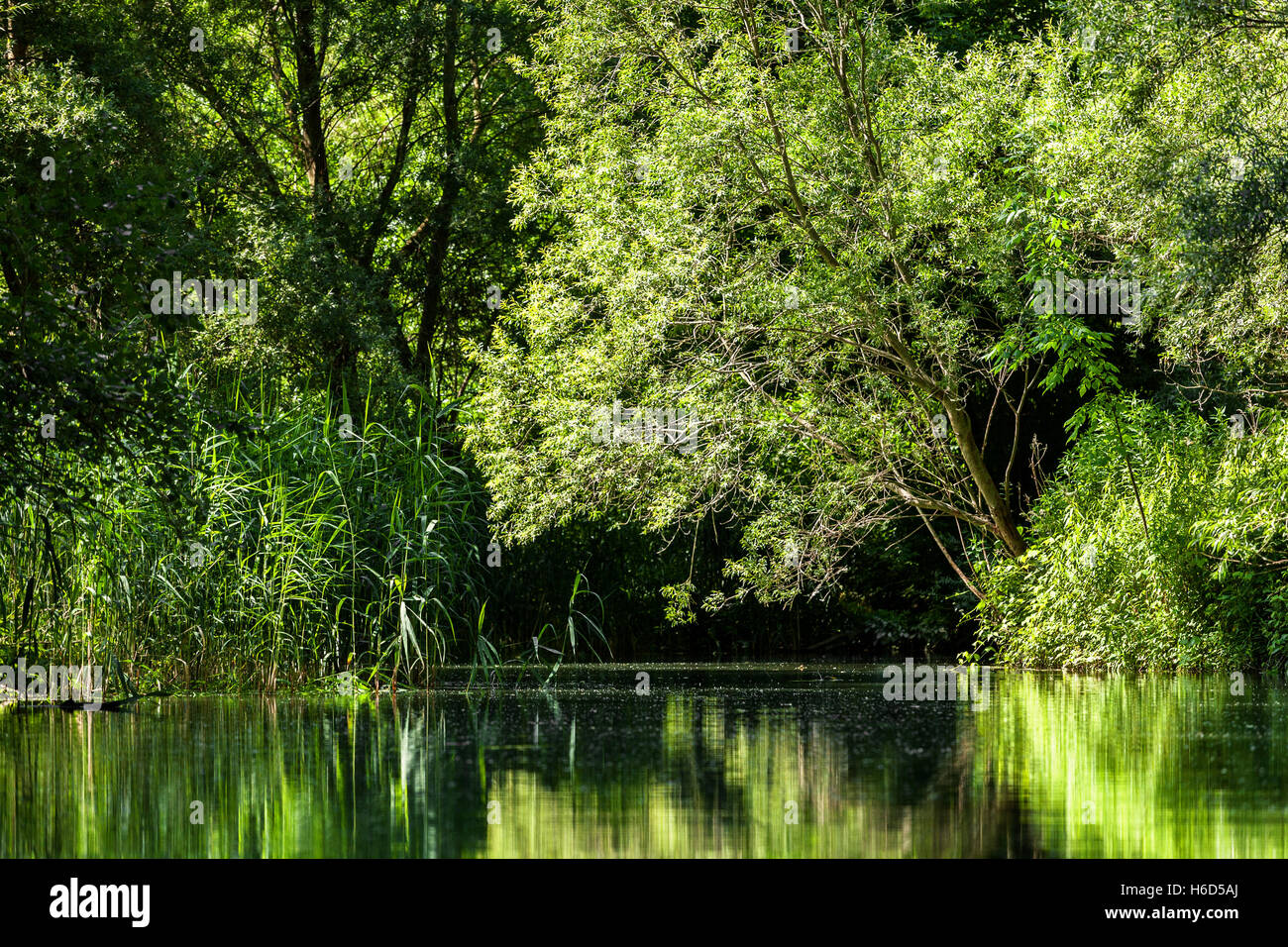 Beautiful ecosystem of Danube river floodplains and wetlands in Hungary Stock Photo