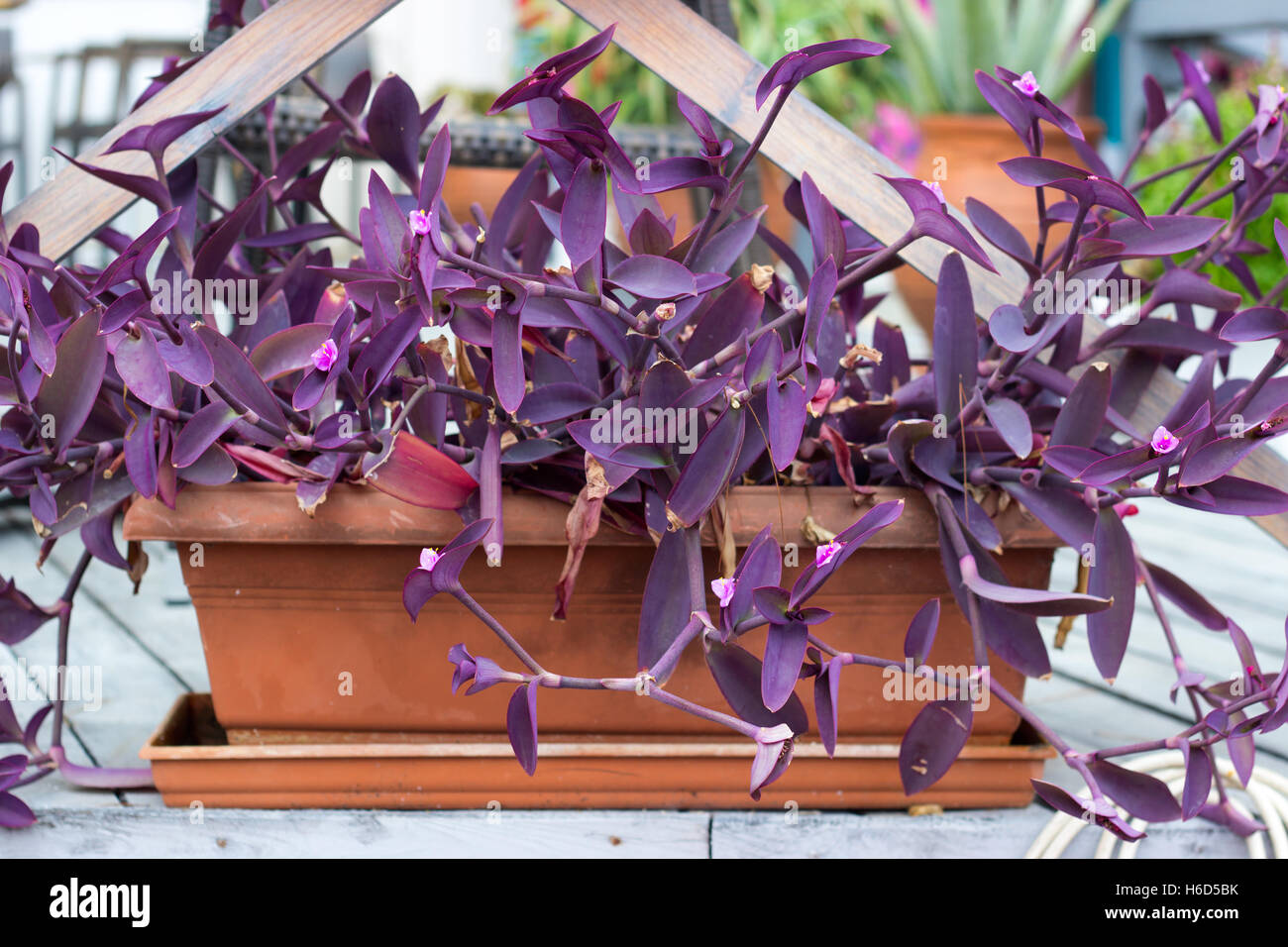 Purple heart plant in flowerpot Stock Photo