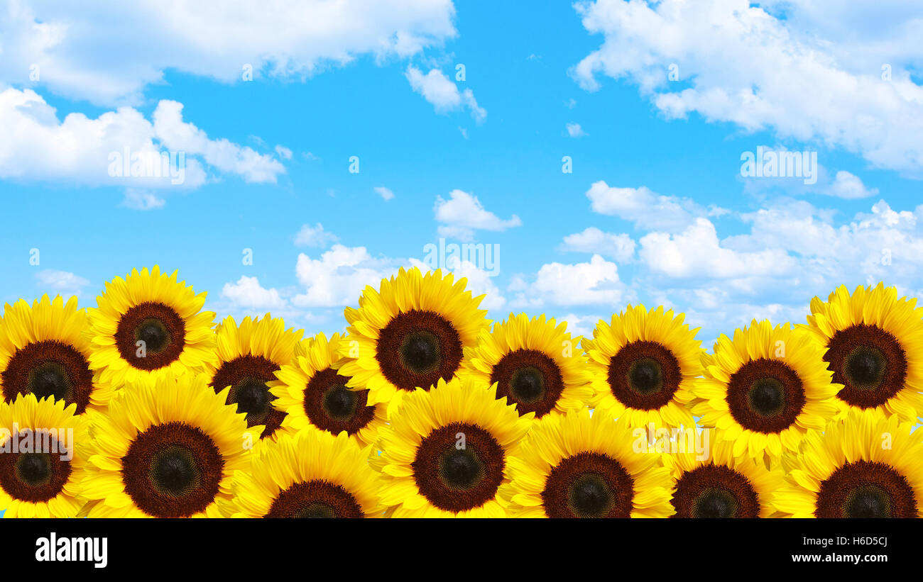 Yellow sunflowers and blue sky Stock Photo Alamy