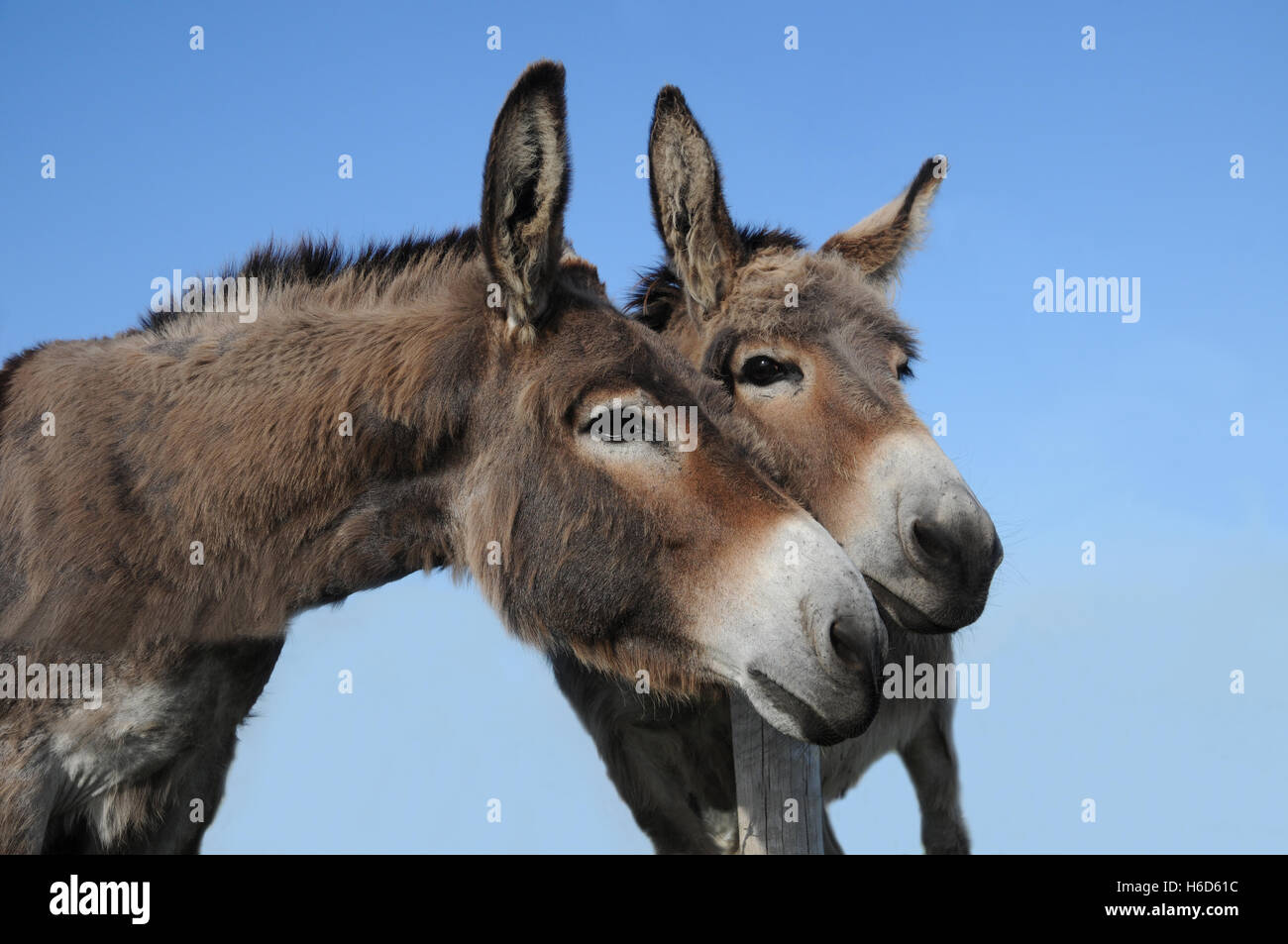 Two donkey friends Stock Photo
