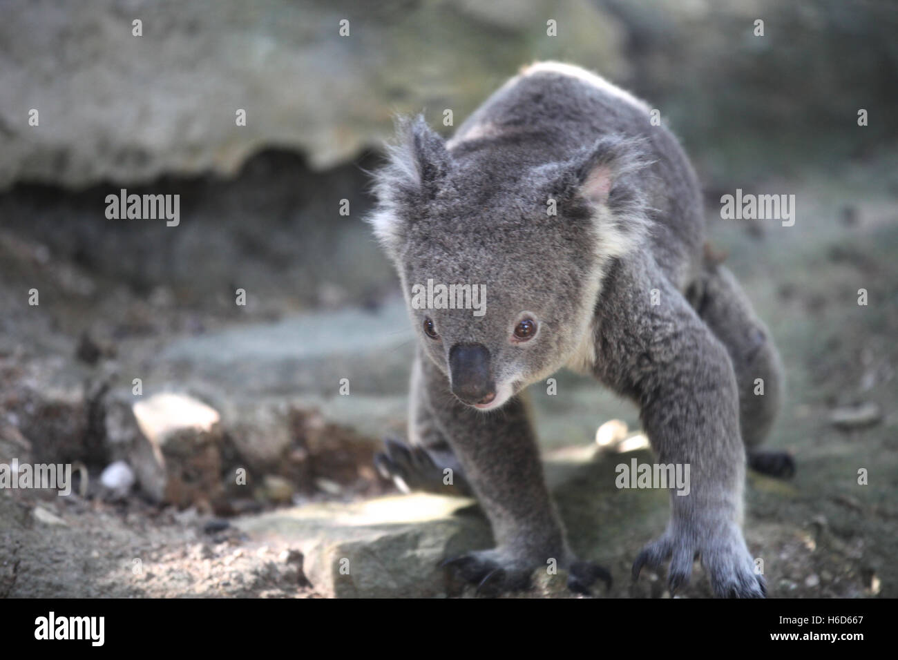 Koala is a small marsupial animal, Thailand, Southeast Asia Stock Photo - Alamy Koala is a small marsupial animal, Thailand, Southeast Asia Stock Photo - Alamy