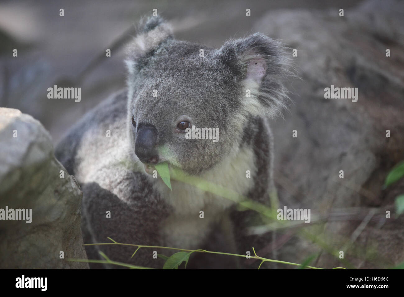 Koala is a small marsupial animal, Thailand, Southeast Asia Stock Photo -  Alamy