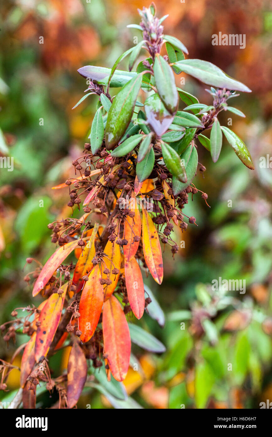 Sheep Laurel, Kalmia angustifolia garden foliage autumn Stock Photo Alamy