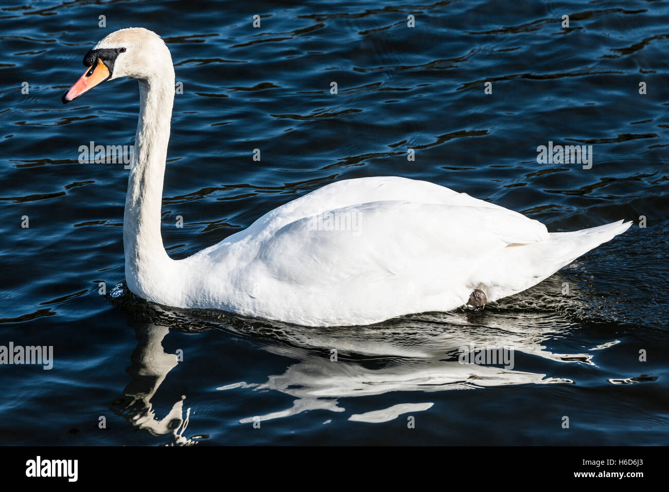A mute swan (Cygnus olor) swimming on a lake Stock Photo - Alamy