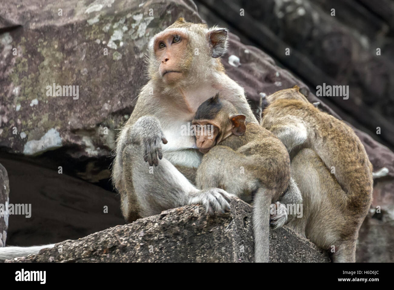 Mum with offspring, Drinking from a dropped water bottle, Long-Tailed Macaques, aka crab-eating macaque, Macaca fascicularis, Angkor Wat, Cambodia Stock Photo