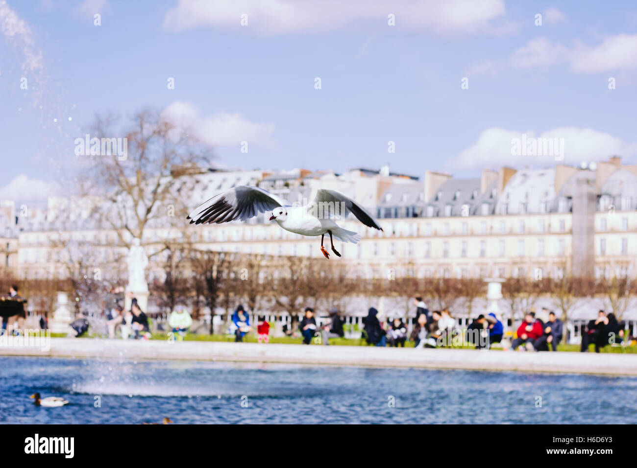 A seagull flying in the gardens of the Louvre in Paris Stock Photo