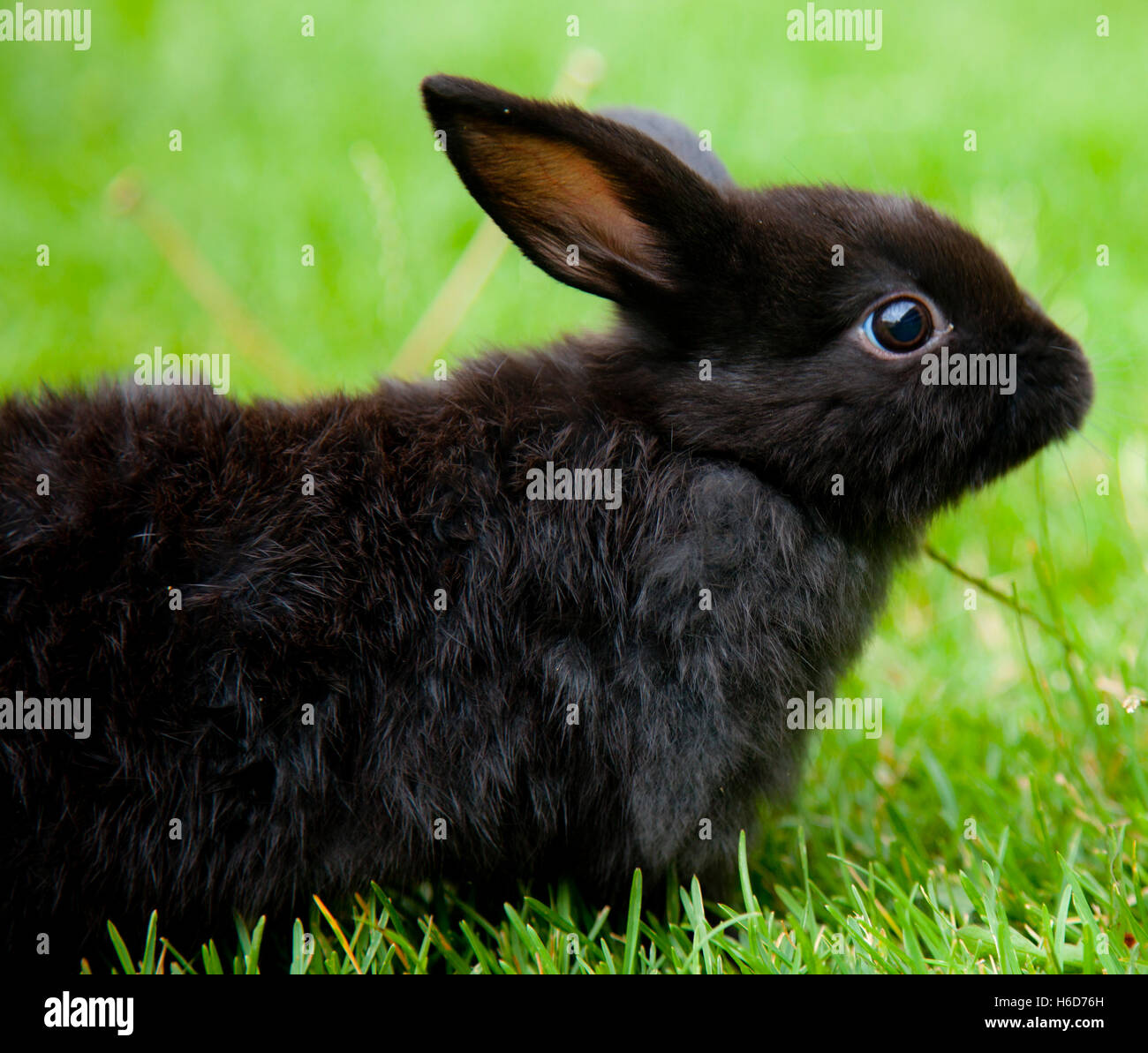 Cute Black Bunny Stock Photo