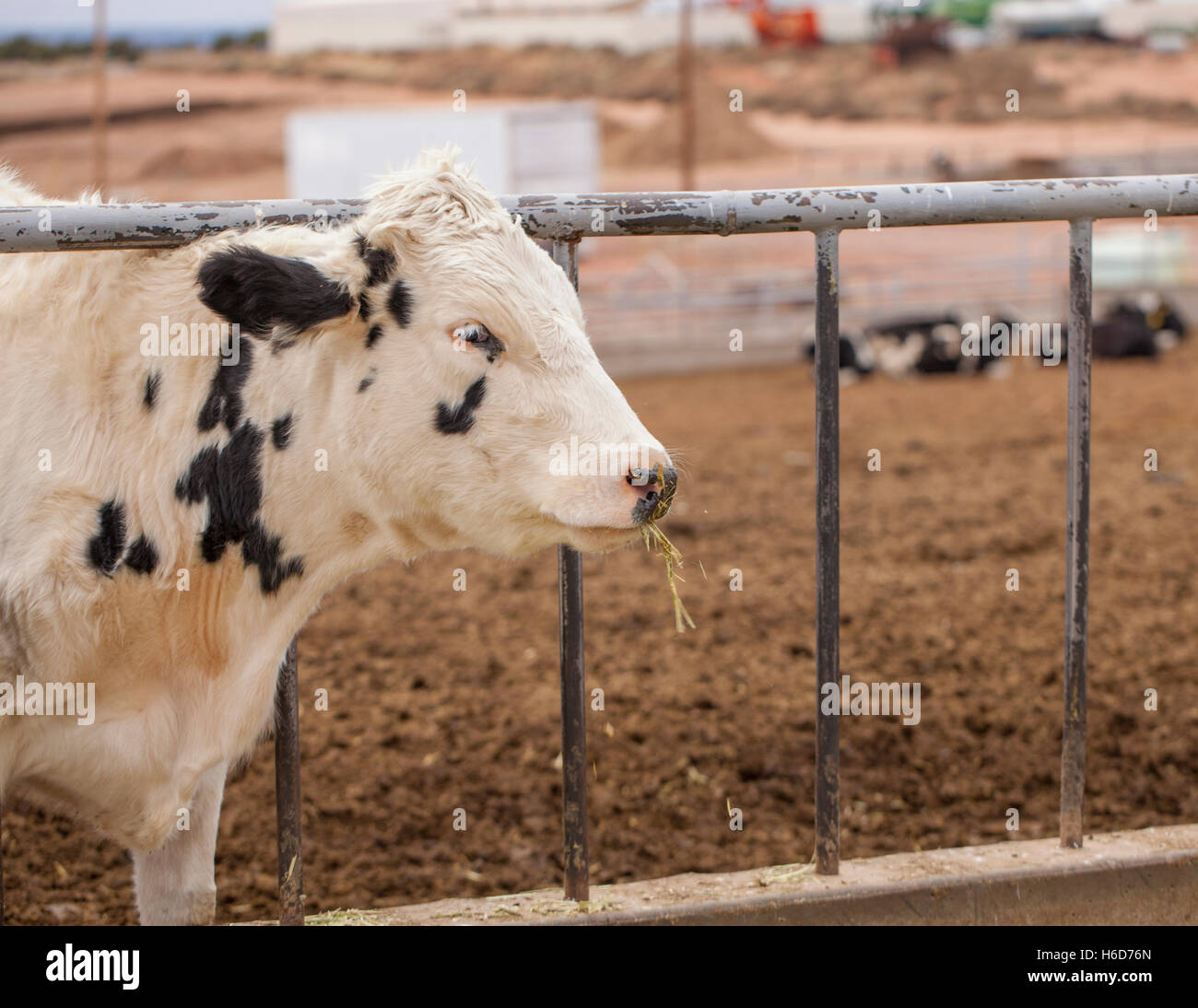 Cows On The Farm Stock Photo