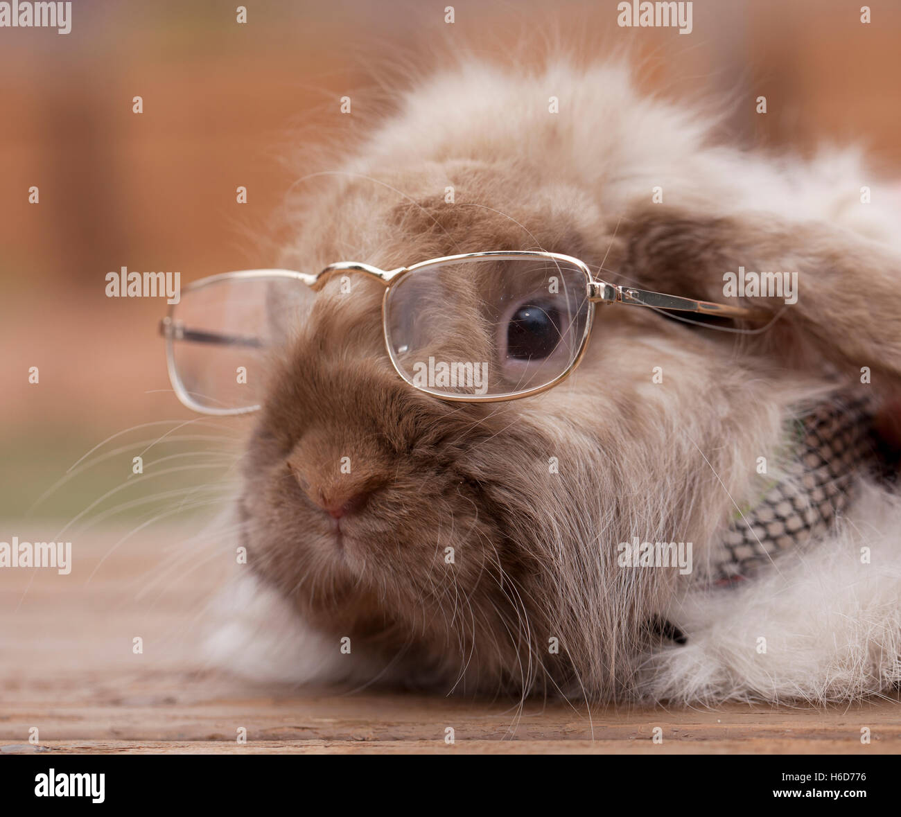 Fluffy Bunny Wearing Grandpa's Glasses Stock Photo