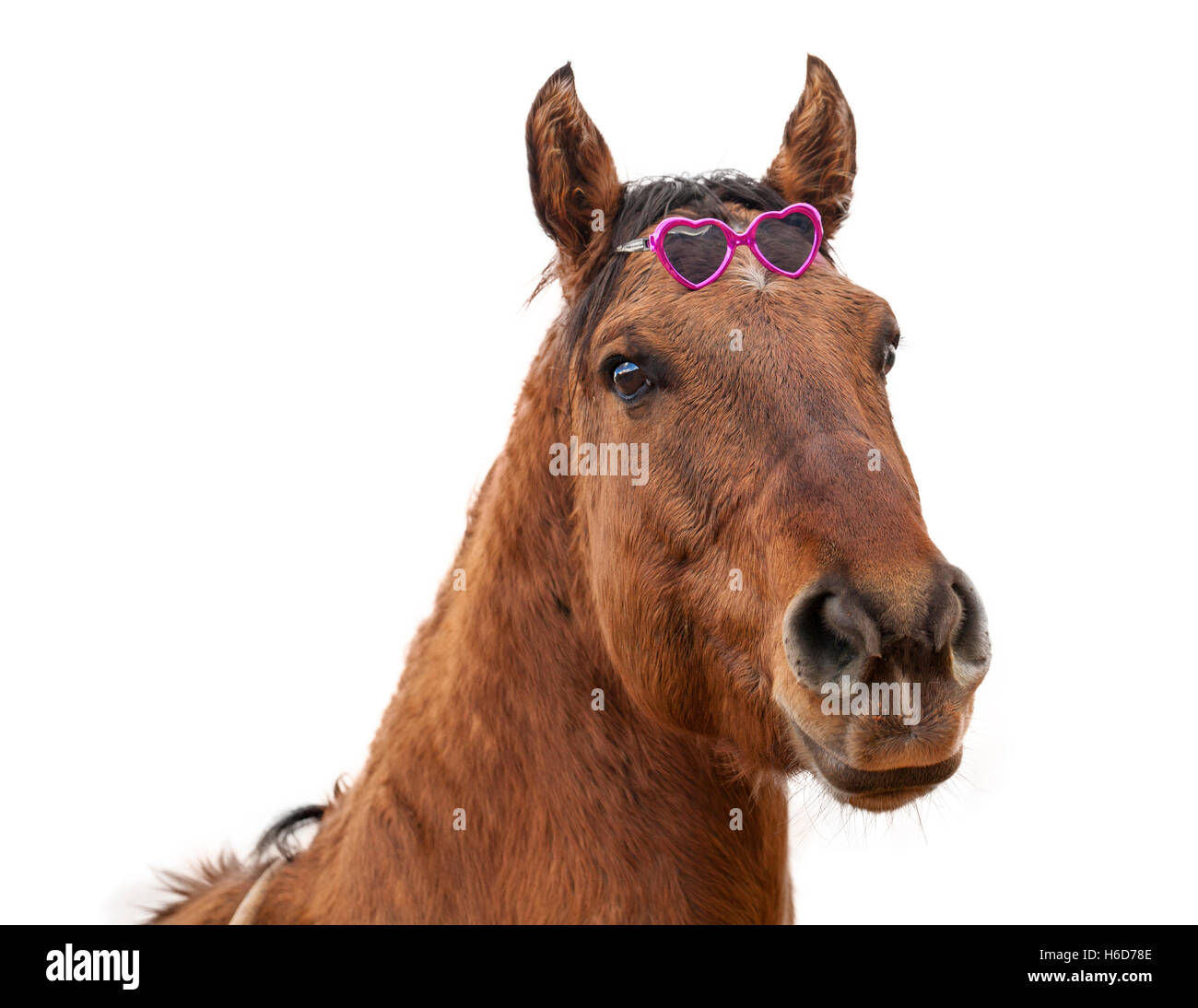 Isolated Horse Wearing Sunglasses Stock Photo