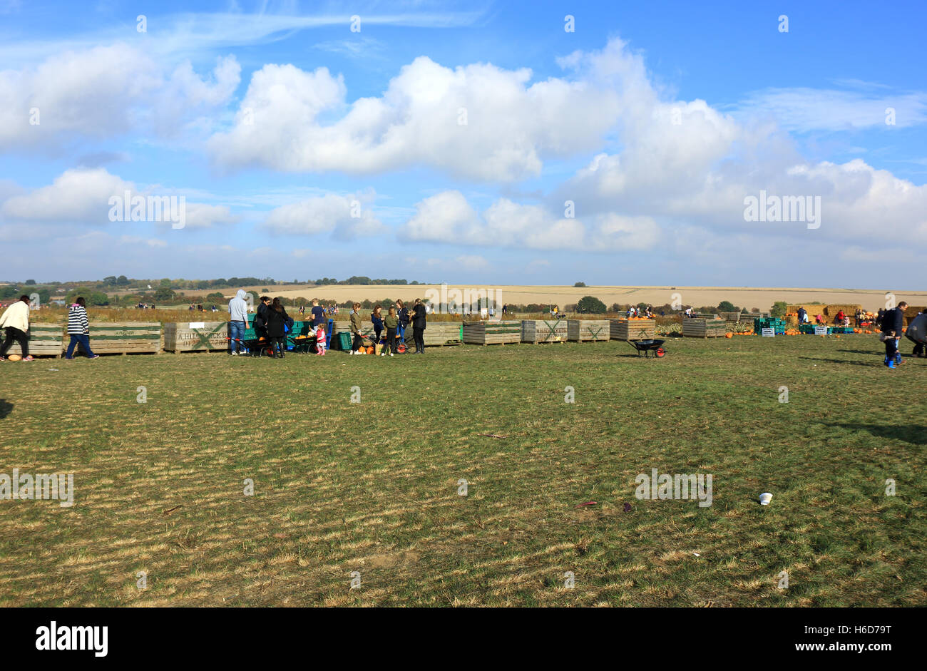 Pumpkin picking on a pumpkin farm in Kent Stock Photo Alamy