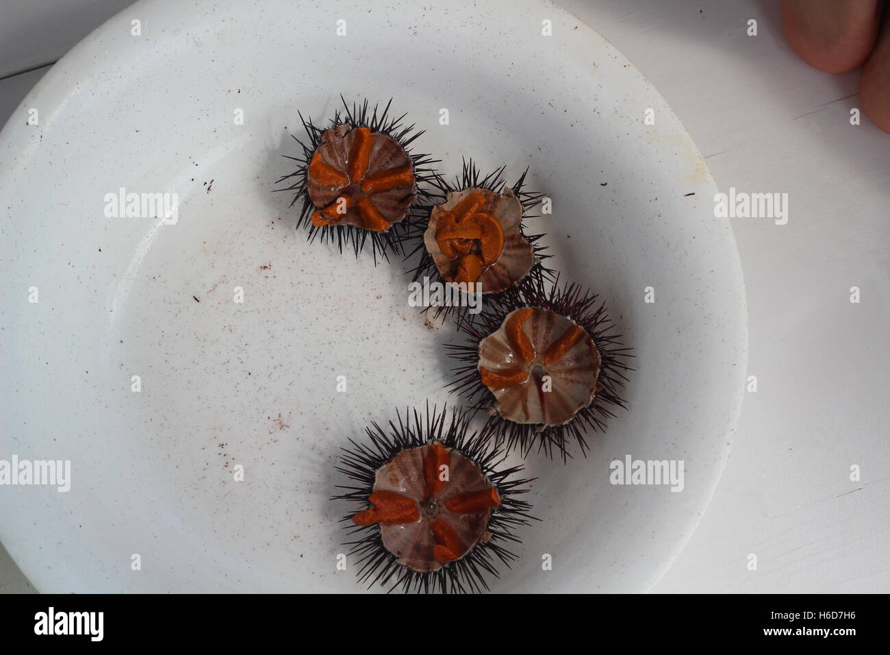 4 Sea urchins on a plate, roe ready to be eaten Stock Photo