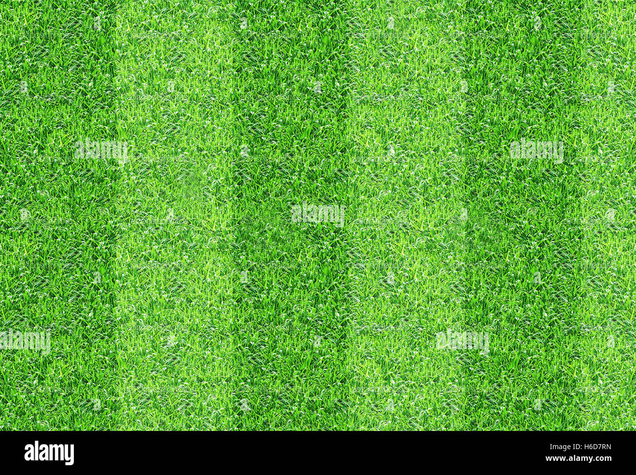 Green grass pattern loop textured backdrop Stock Photo