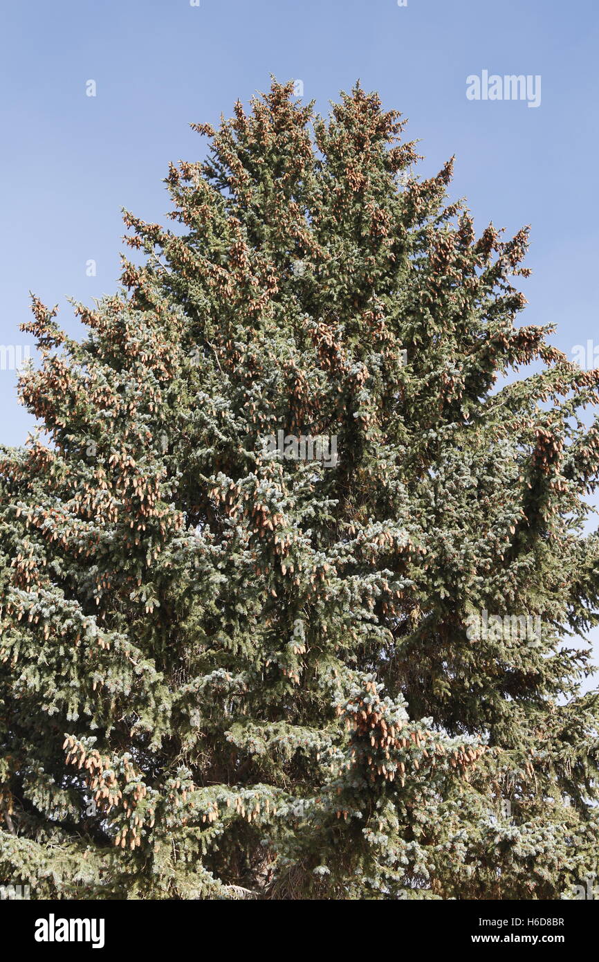 Pine Cones on a Spruce Tree Stock Photo
