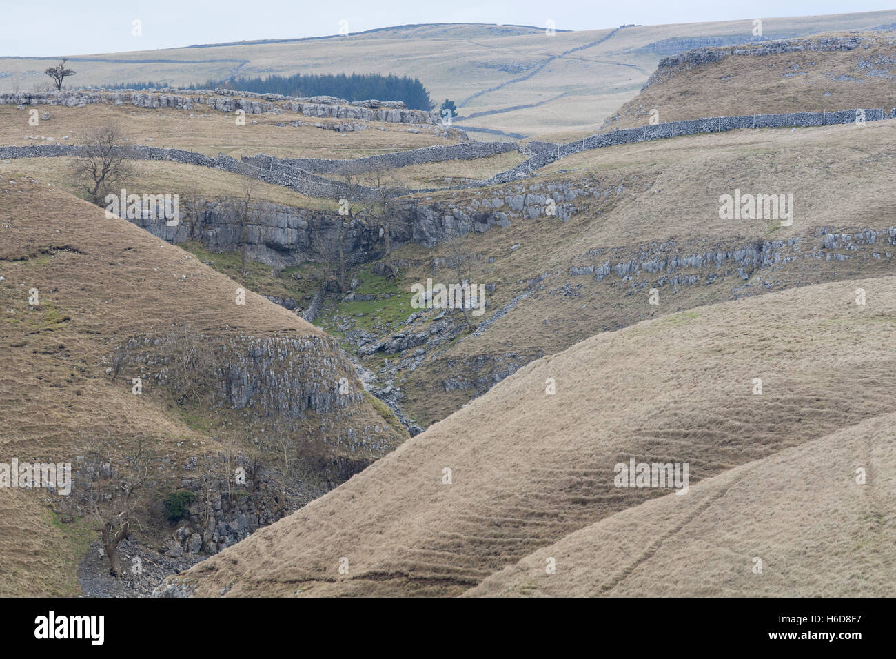 The Limestone clad gorge of Conistone Dib, Wharfedale, Yorkshire Dales, UK Stock Photo