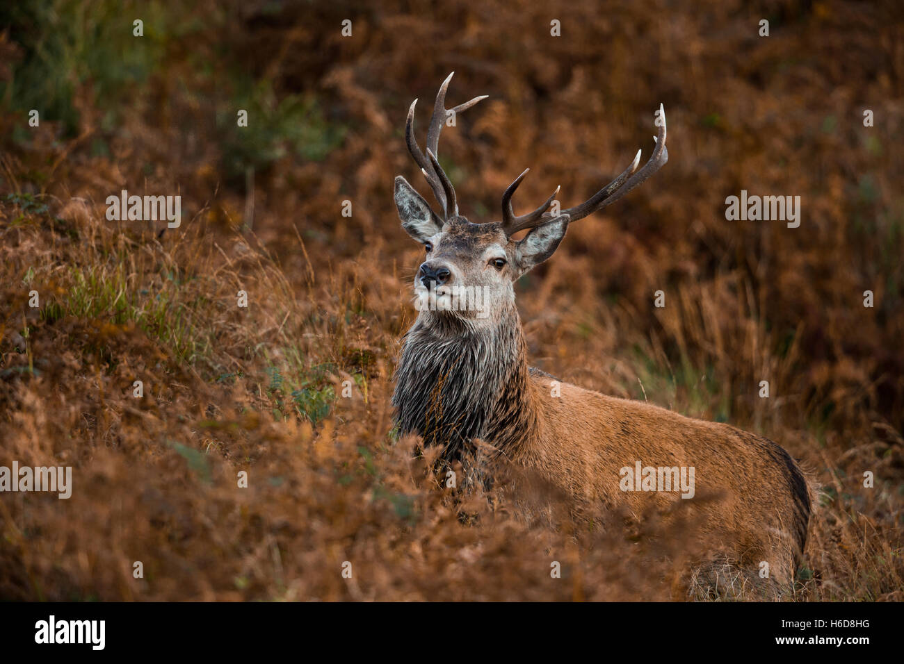 Red Deer stag in bracken. Stock Photo