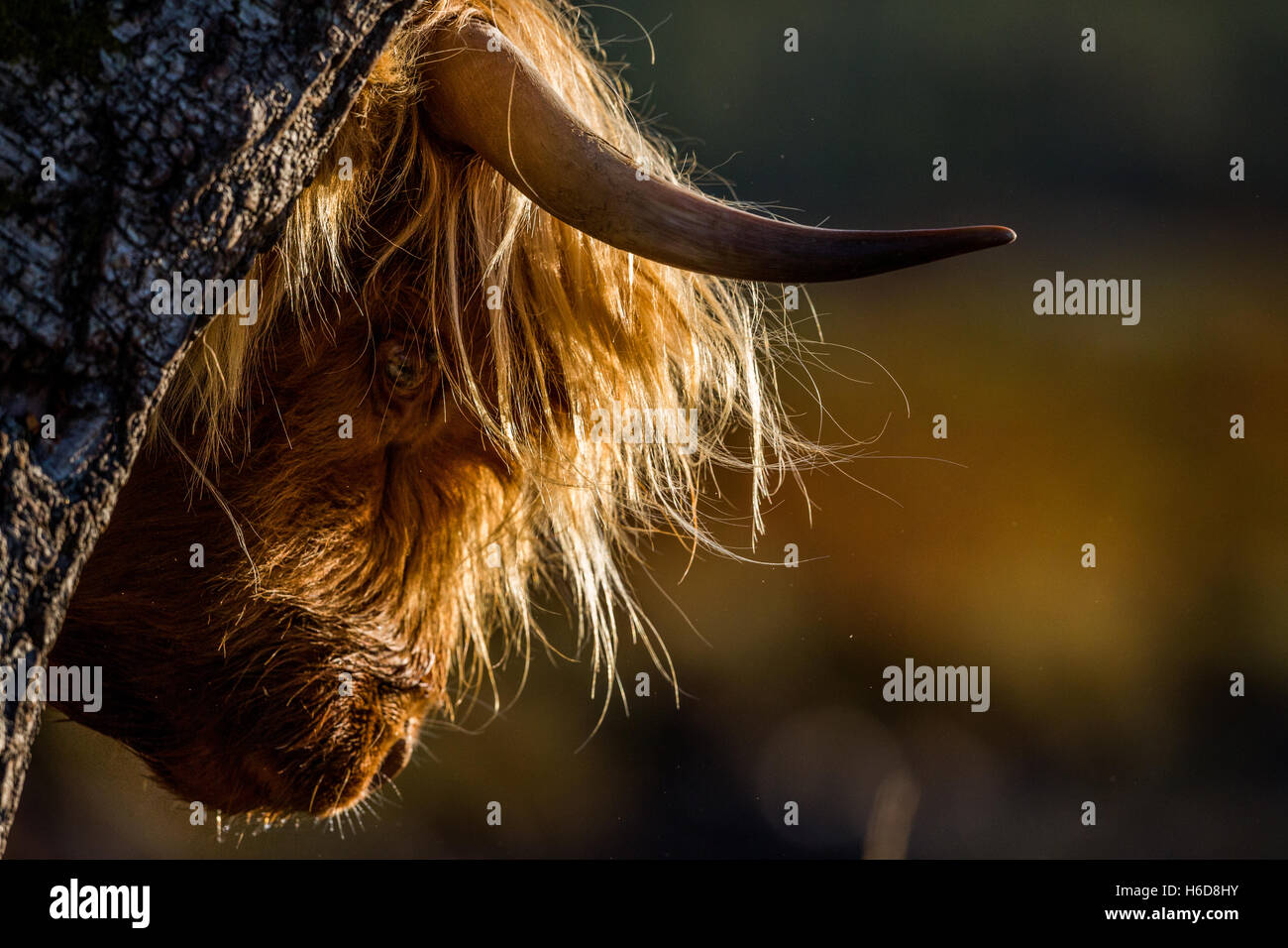 Backlit Highland cow scratching on a tree in morning sunlight. Stock Photo