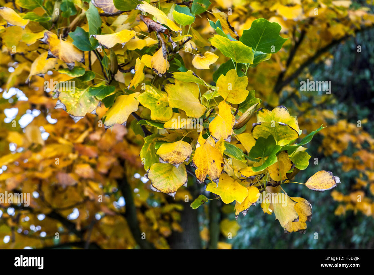 Tulip tree (liriodendron tulipifera) hires stock photography and