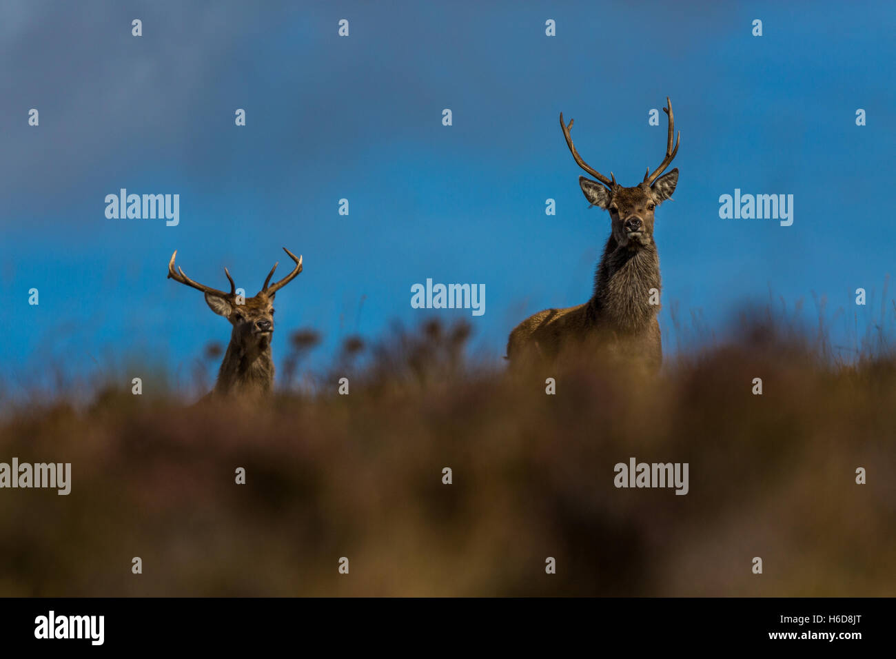 Red Deer stag. Stock Photo