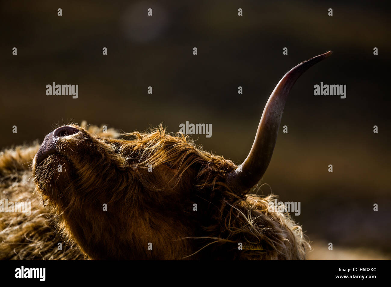 Highland Cow scratching Stock Photo Alamy