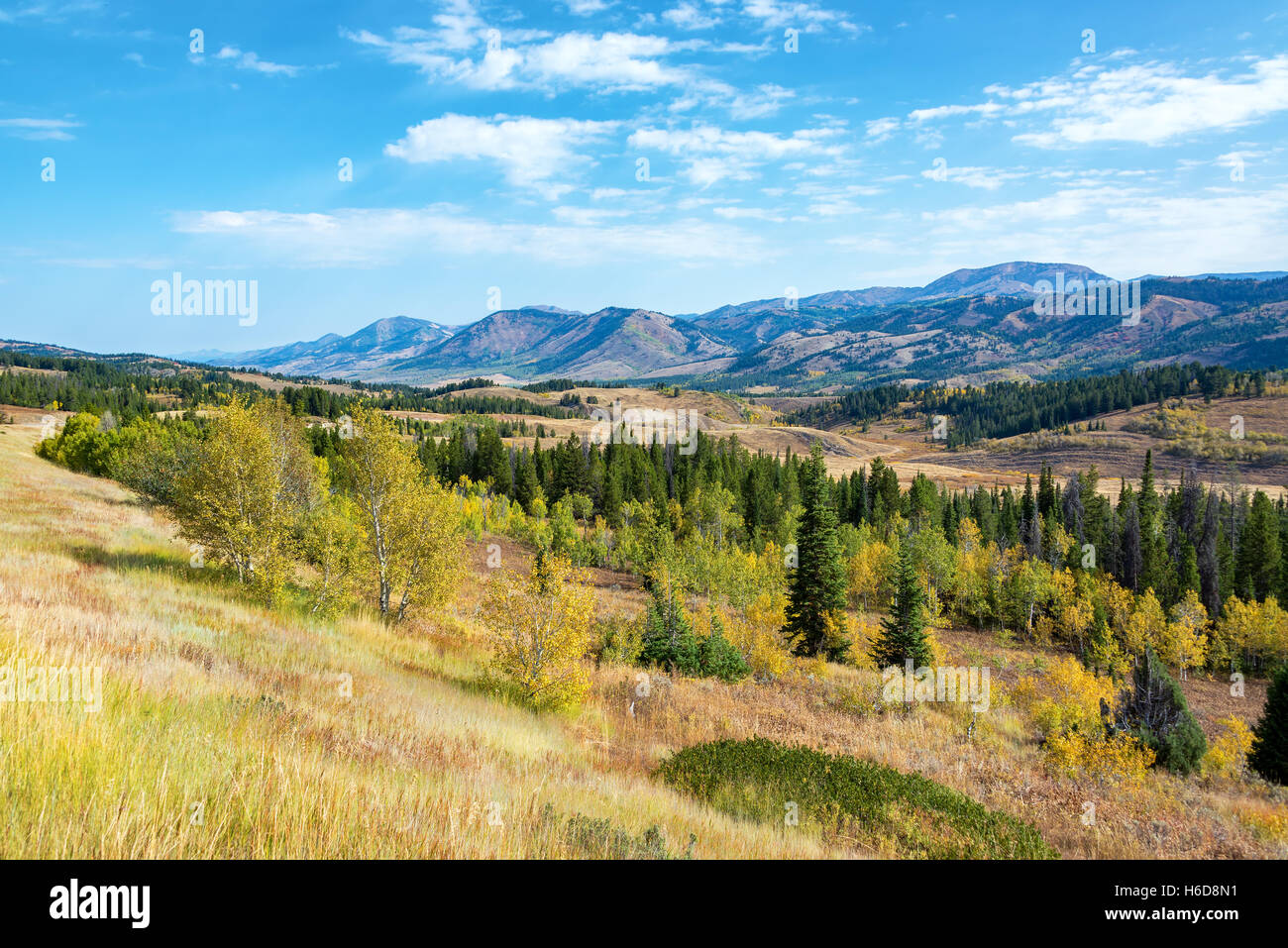Rolling hills and beautiful forest in southern Wyoming Stock Photo Alamy