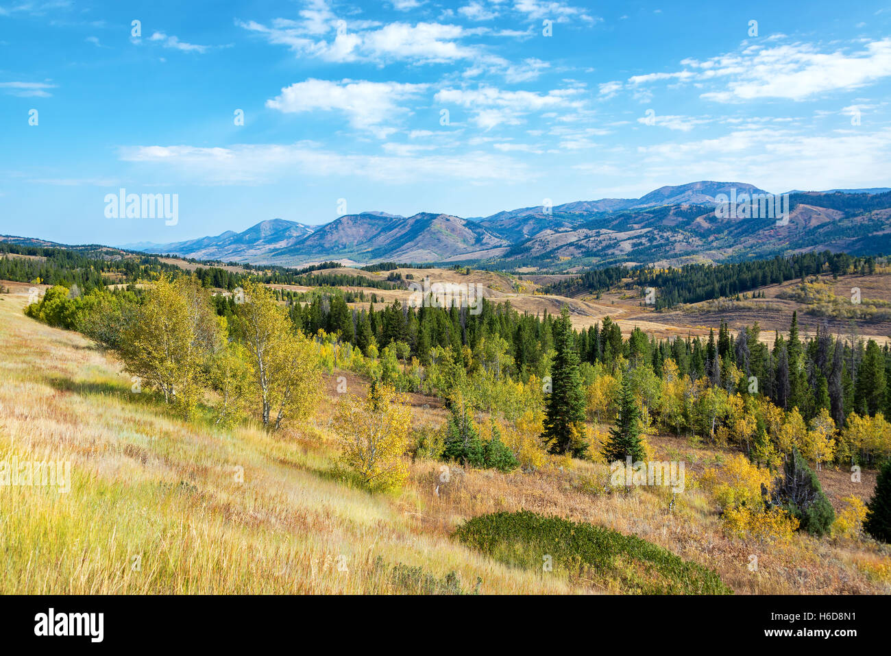 Rolling hills and beautiful forest in southern Wyoming Stock Photo
