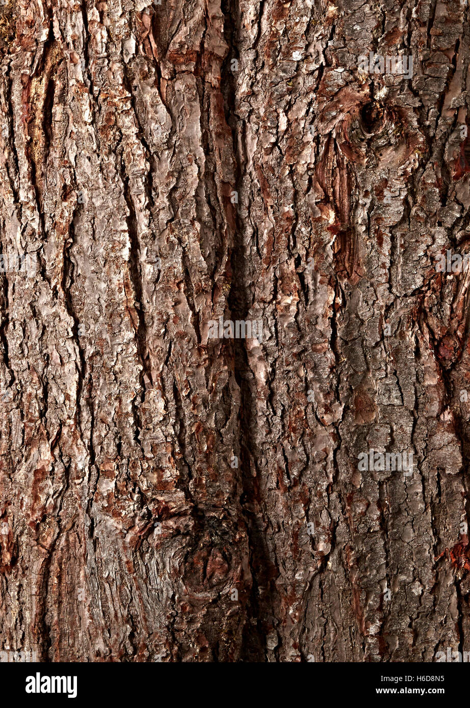 close up of poderosa pine tree bark. Pinus ponderosa Stock Photo
