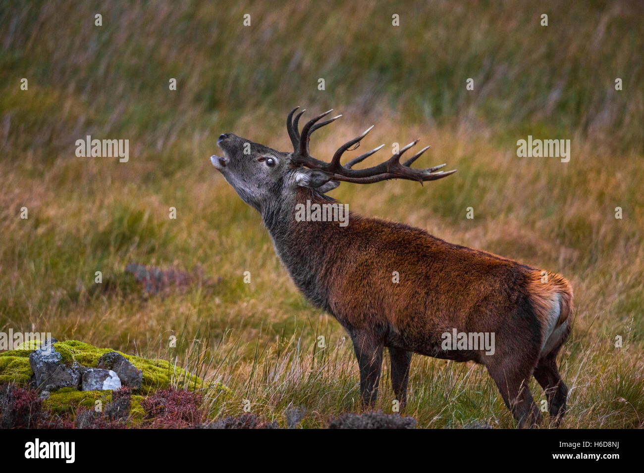 Red Deer Stag on heathland calling Stock Photo Alamy