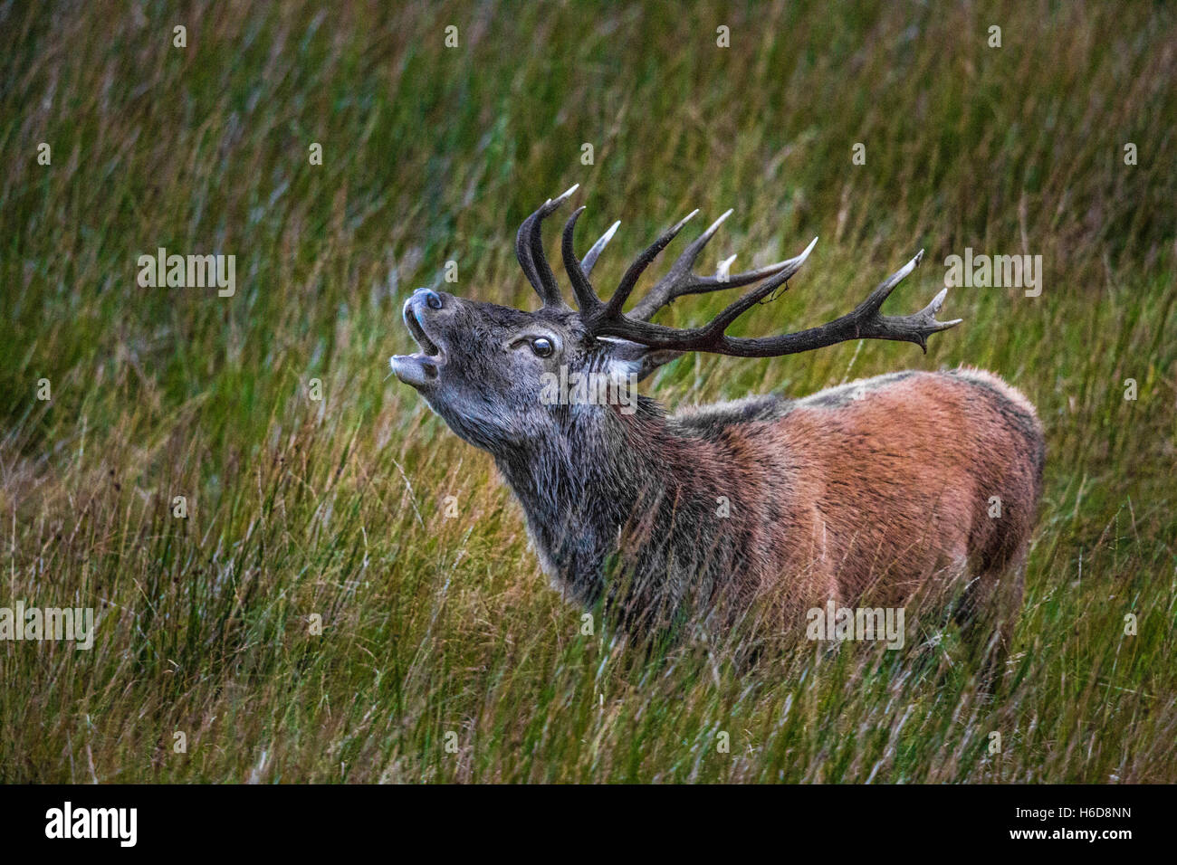 Red Deer Stag in long grass calling. Stock Photo