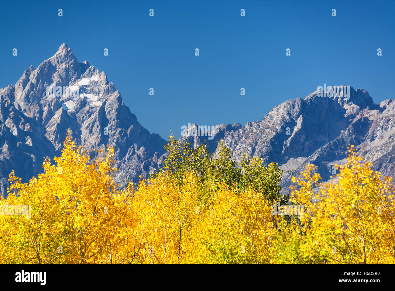 Aspen trees and Teton Range in Grand Teton National Park in the fall Stock Photo