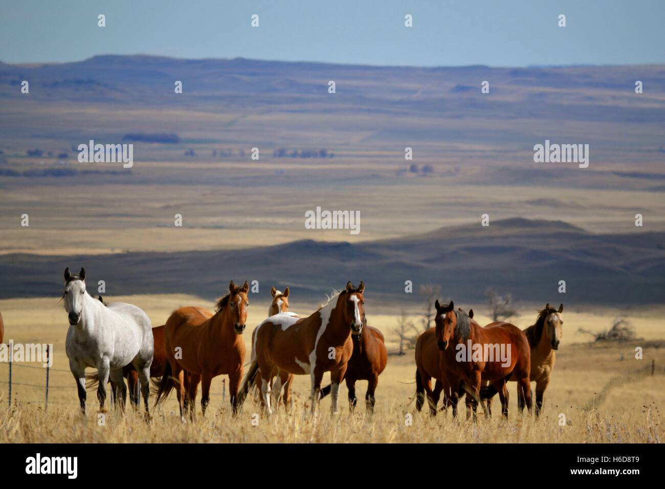 Wild paint horses hi-res stock photography and images - Alamy