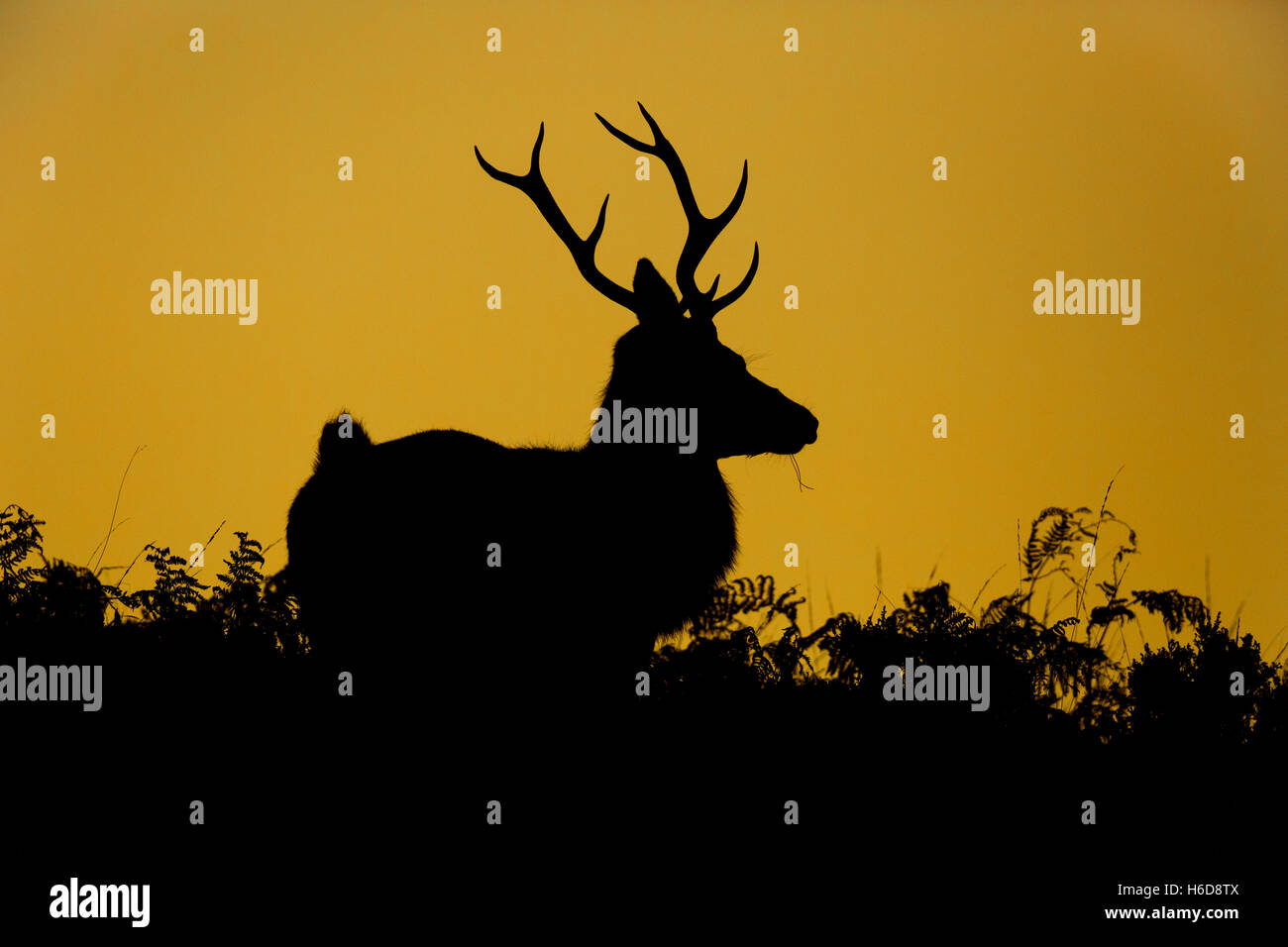 Red Deer Stag in silhouette with golden background. Stock Photo