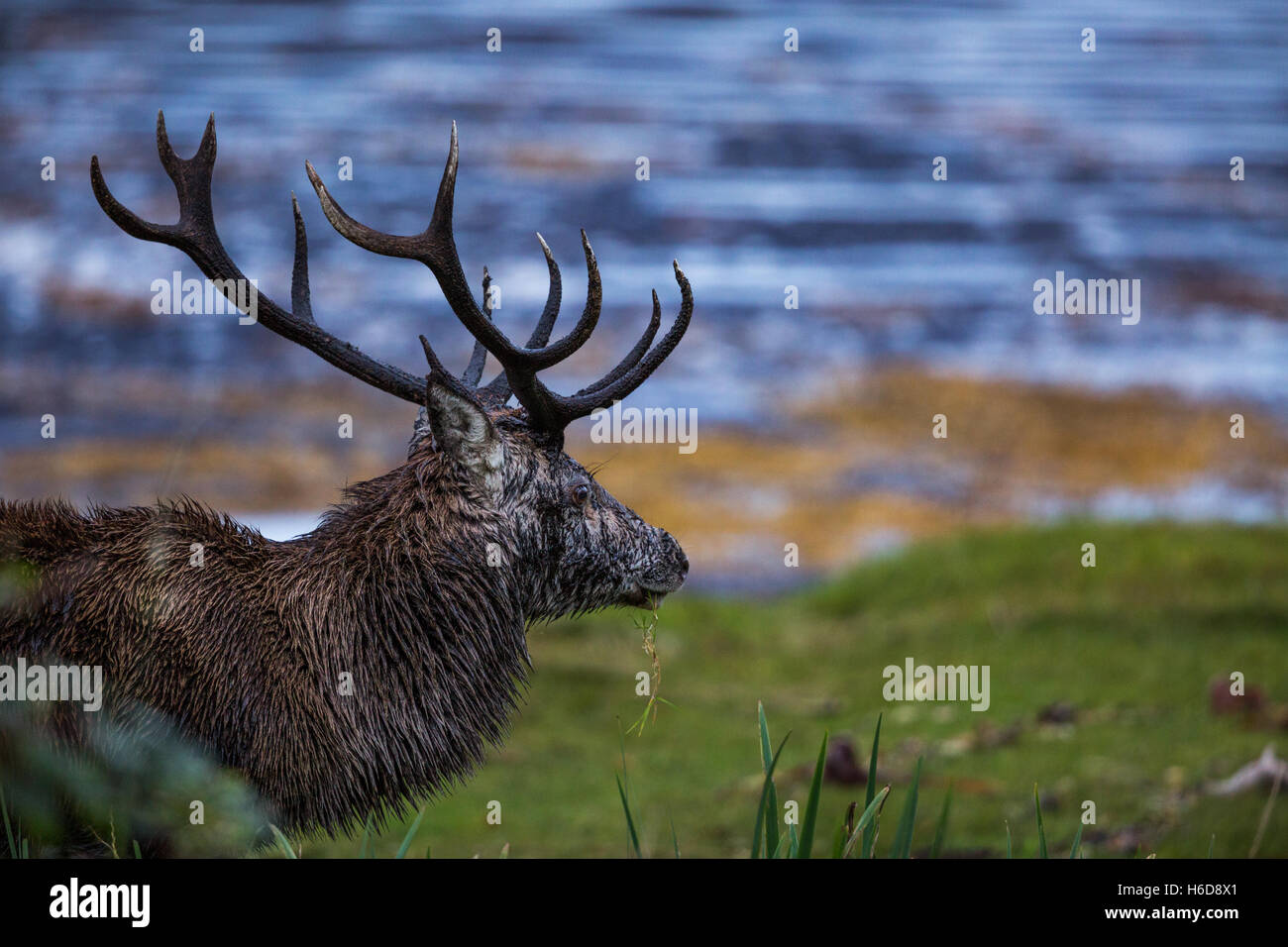 Red Deer Stag walking near sea Stock Photo Alamy